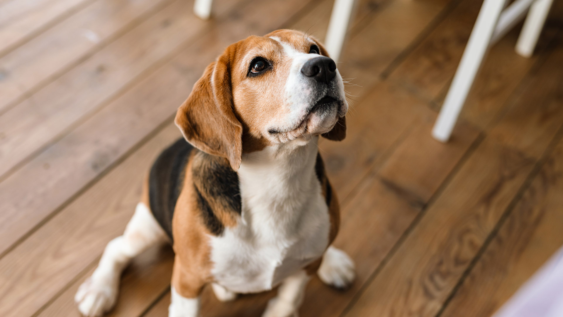 Can Dogs Eat Dried Mealworms CanDogsEat