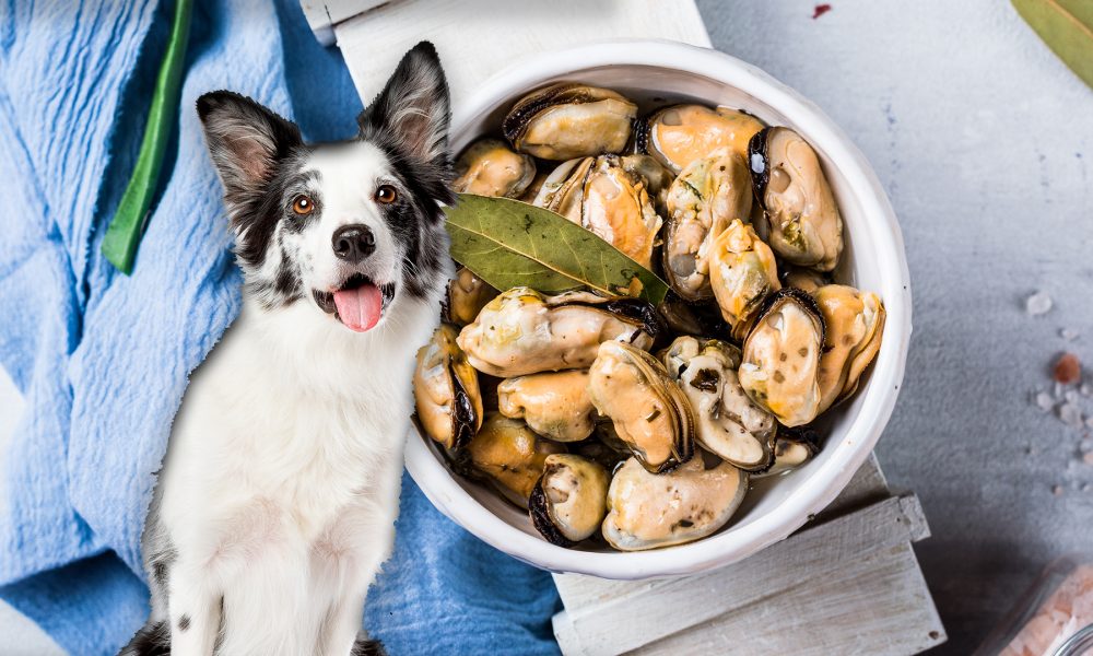 Can Dogs Eat Mussels