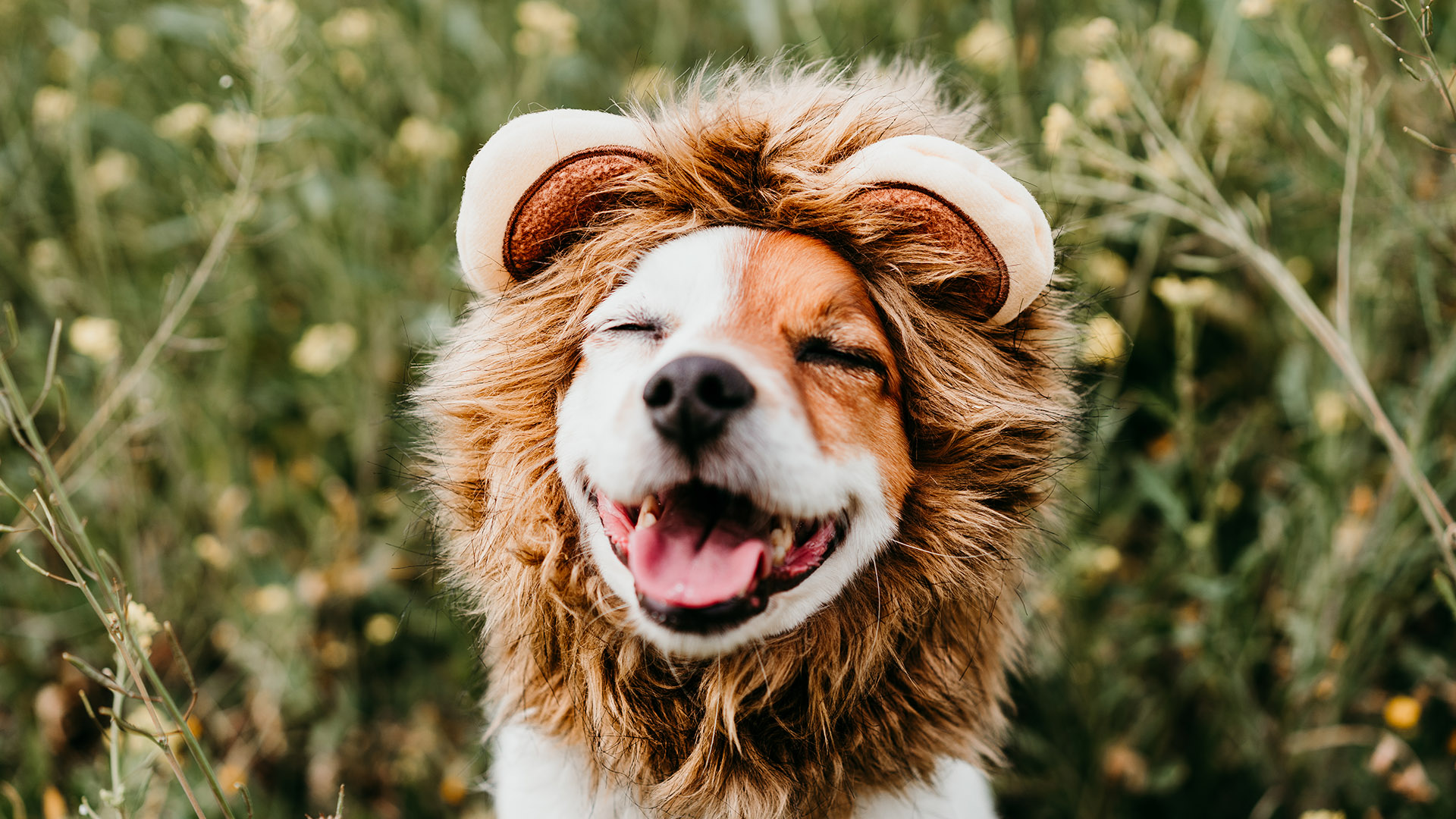 Can Dogs Eat Pastry? Is Pastry Safe For Dogs? • CanDogsEat