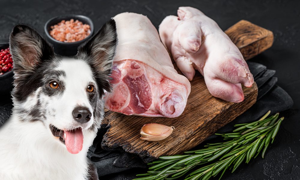 Can Dogs Eat Raw Pig Feet