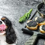 Can Dogs Eat Caviar?