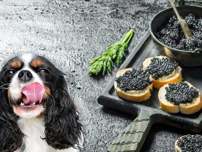 Can Dogs Eat Caviar?