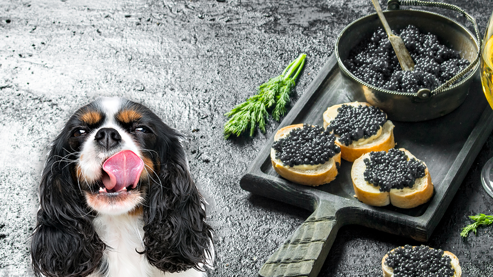 Can Dogs Eat Caviar? Is Caviar Safe For Dogs? • CanDogsEat