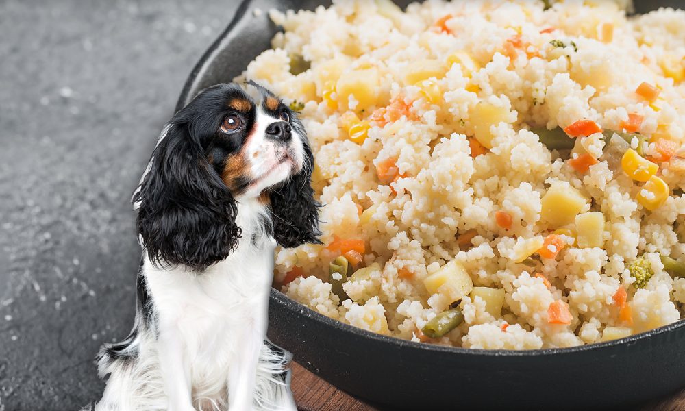can dogs eat cous cous