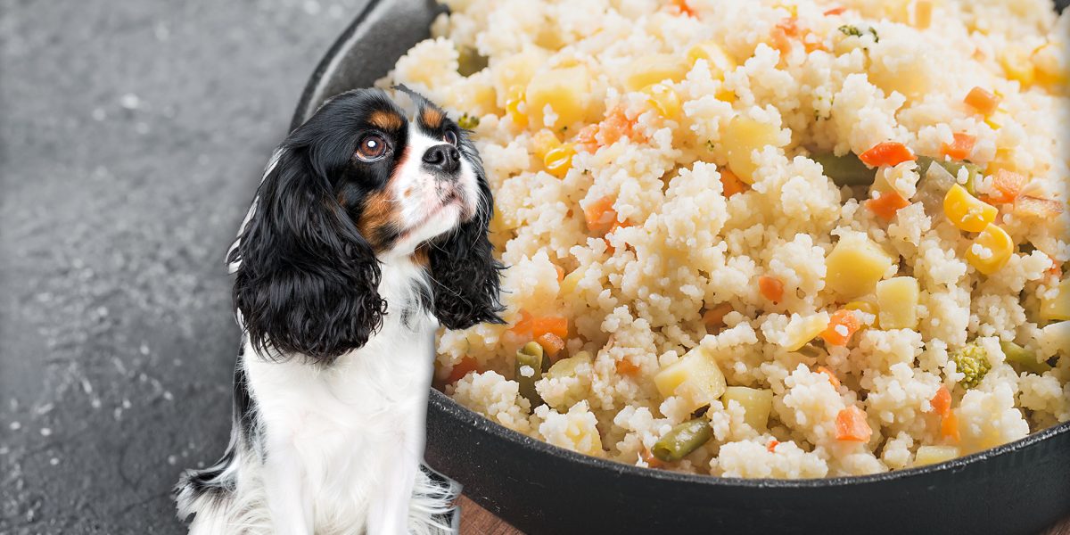can dogs eat cous cous