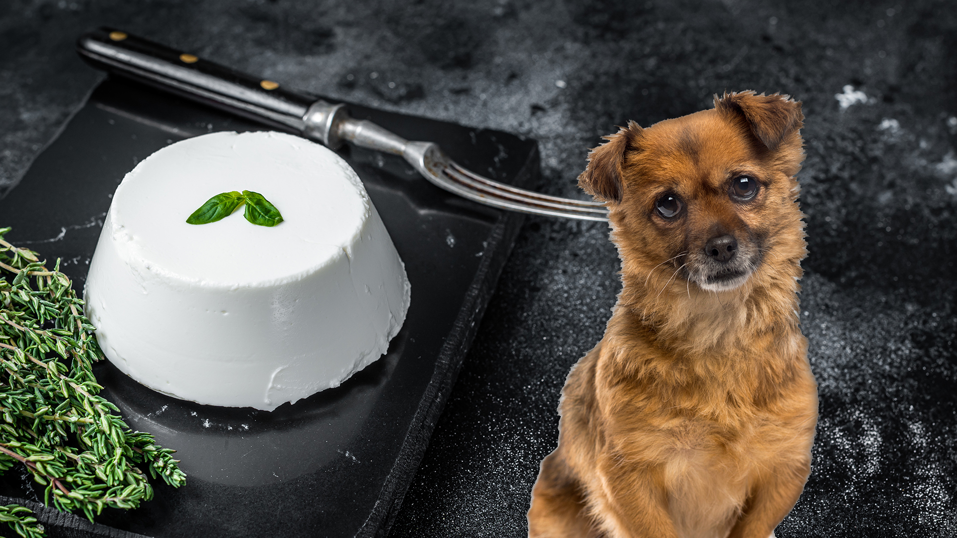 Can Dogs Eat Ricotta Cheese? • CanDogsEat