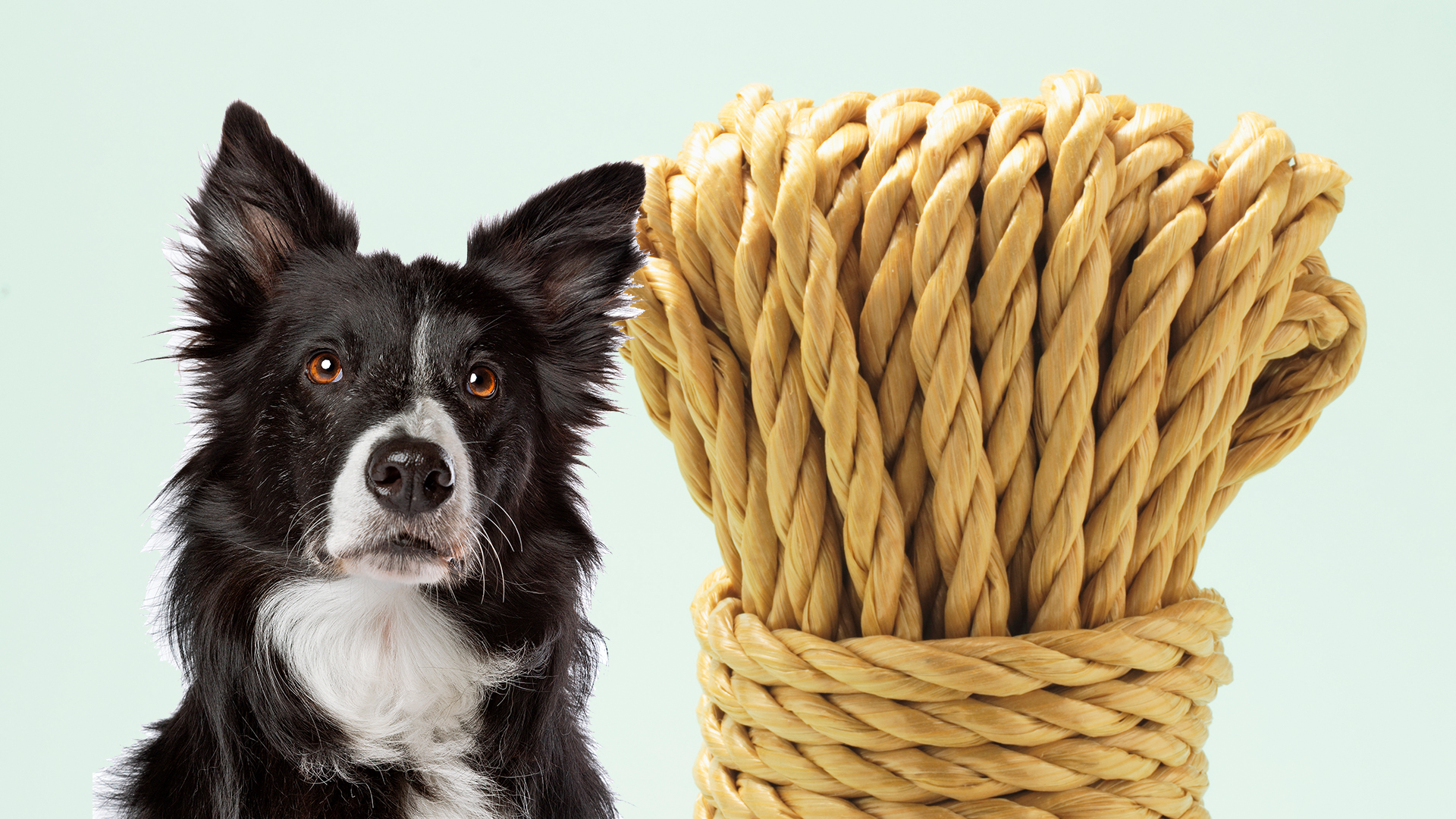 can-dogs-eat-string-is-string-safe-for-dogs-candogseat