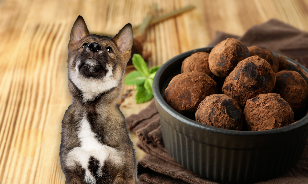 can dogs eat truffle
