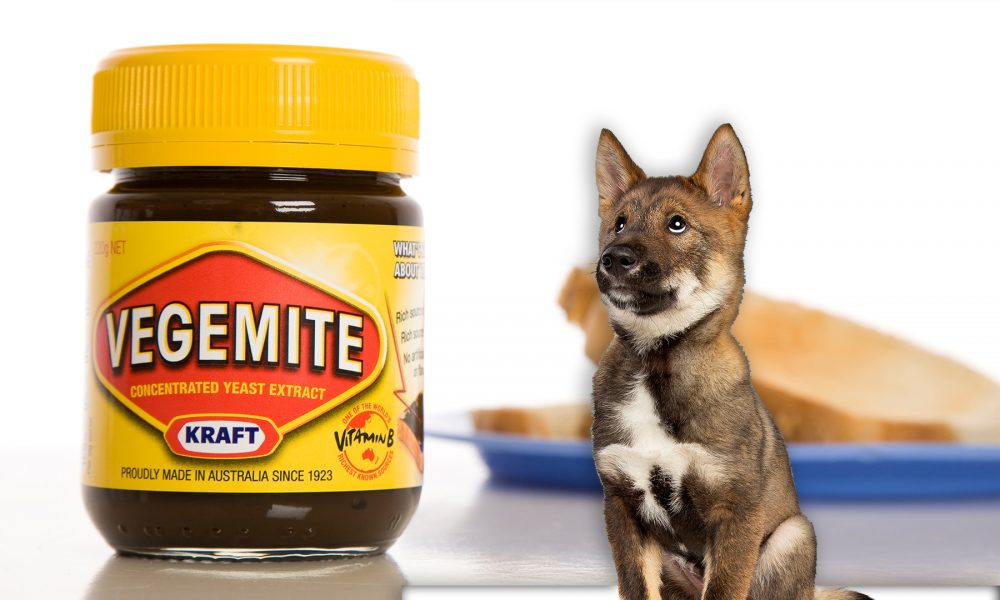 can dogs eat vegemite