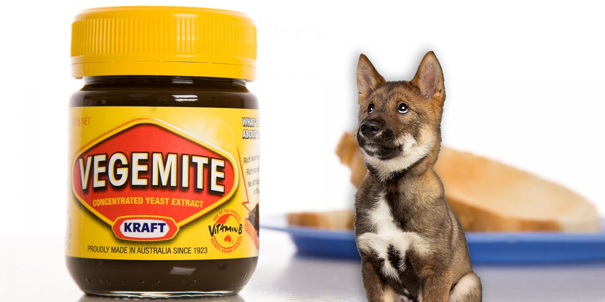 can dogs eat vegemite