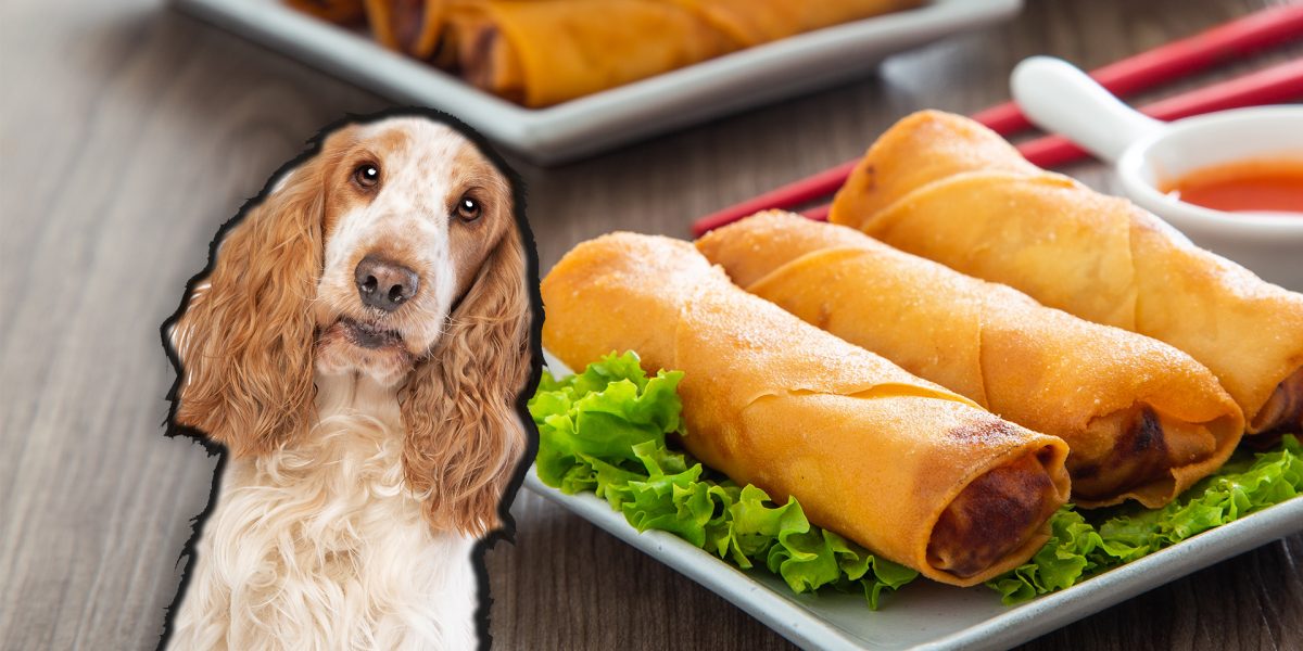 can dogs eat vegetable spring rolls
