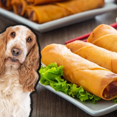 can dogs eat vegetable spring rolls