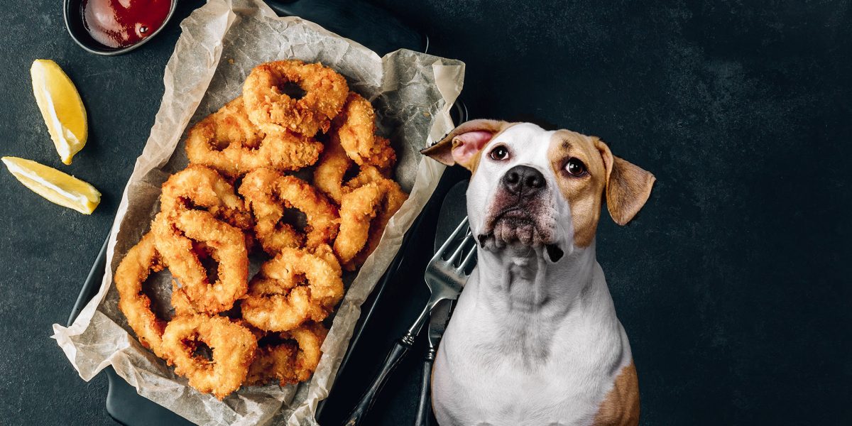 Can Dogs Eat Calamari?