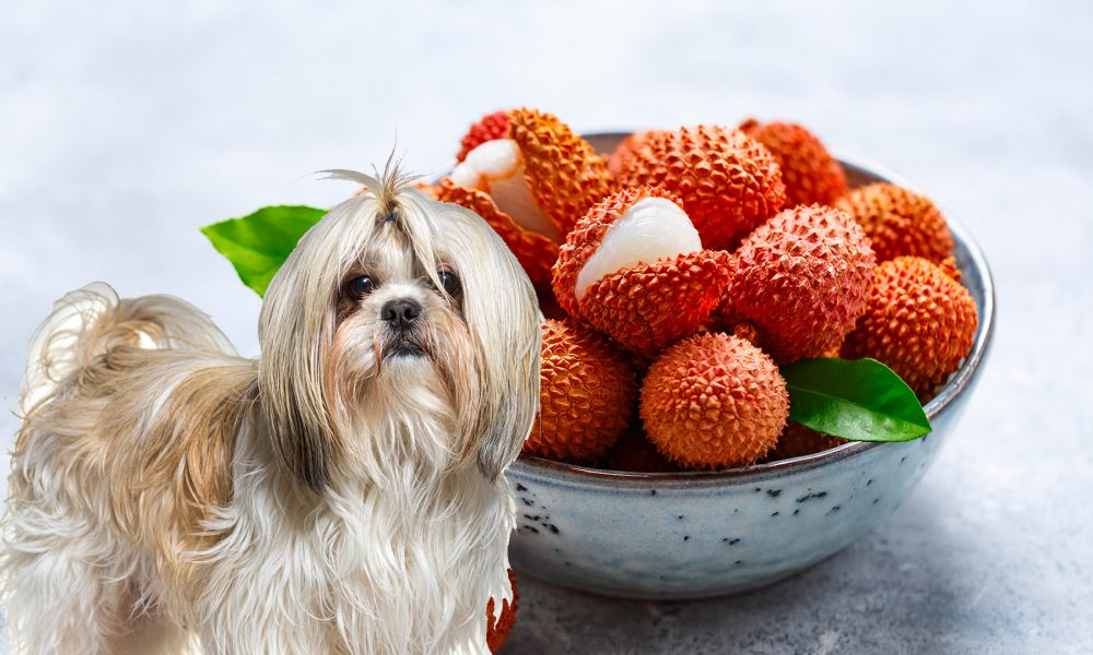 Can Dogs Eat Lychee?