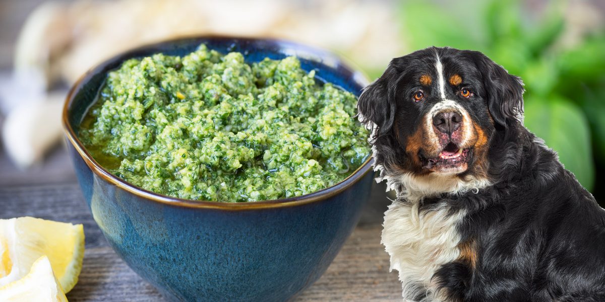Can Dogs Eat Pesto?