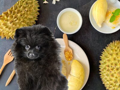 can dogs eat durian