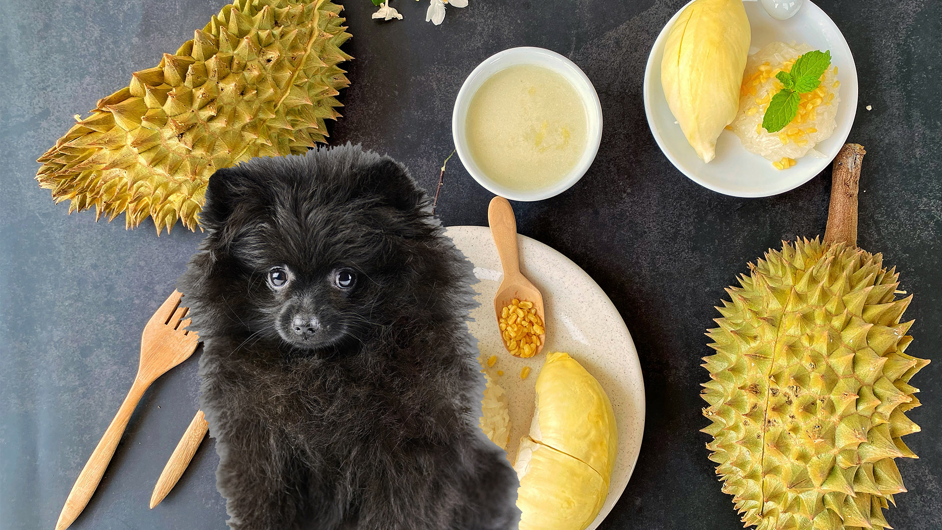 can-dogs-eat-durian-candogseat