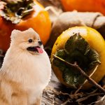 can dogs eat persimmons