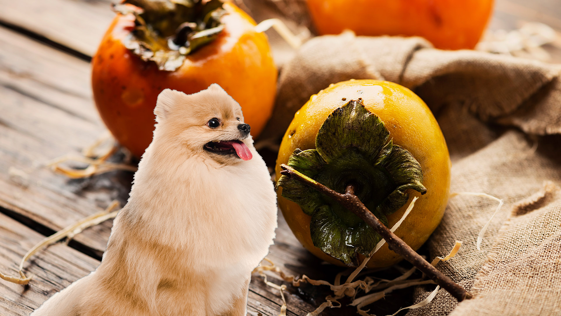 are persimmons itself bad for dogs