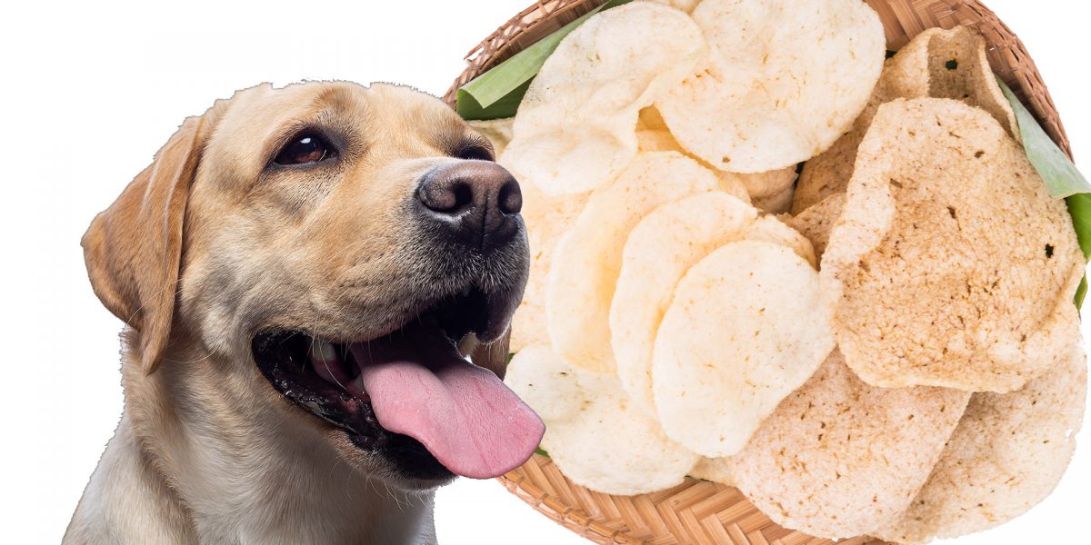 can dogs eat prawn crackers