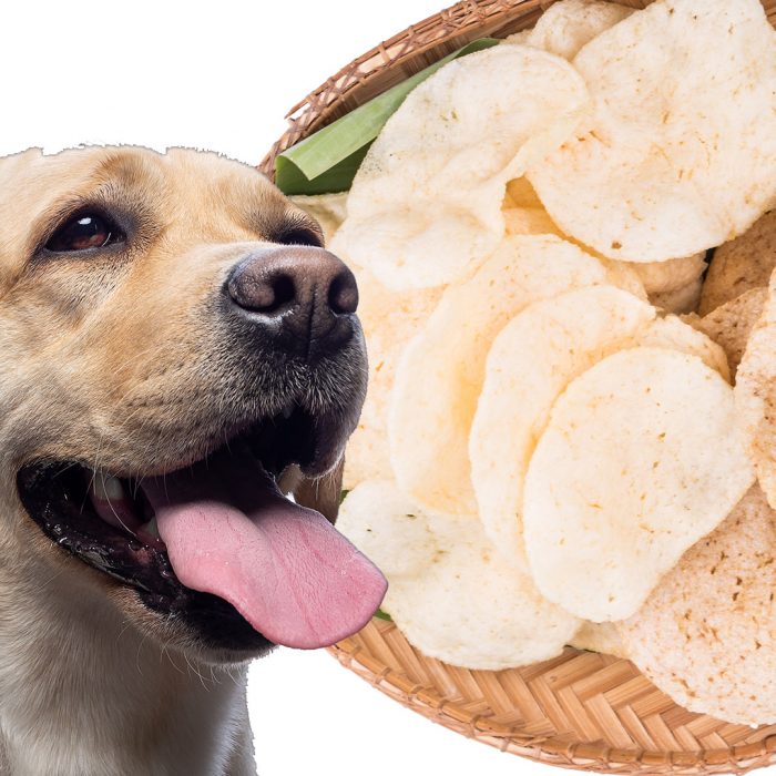 can-dogs-eat-prawn-crackers-candogseat