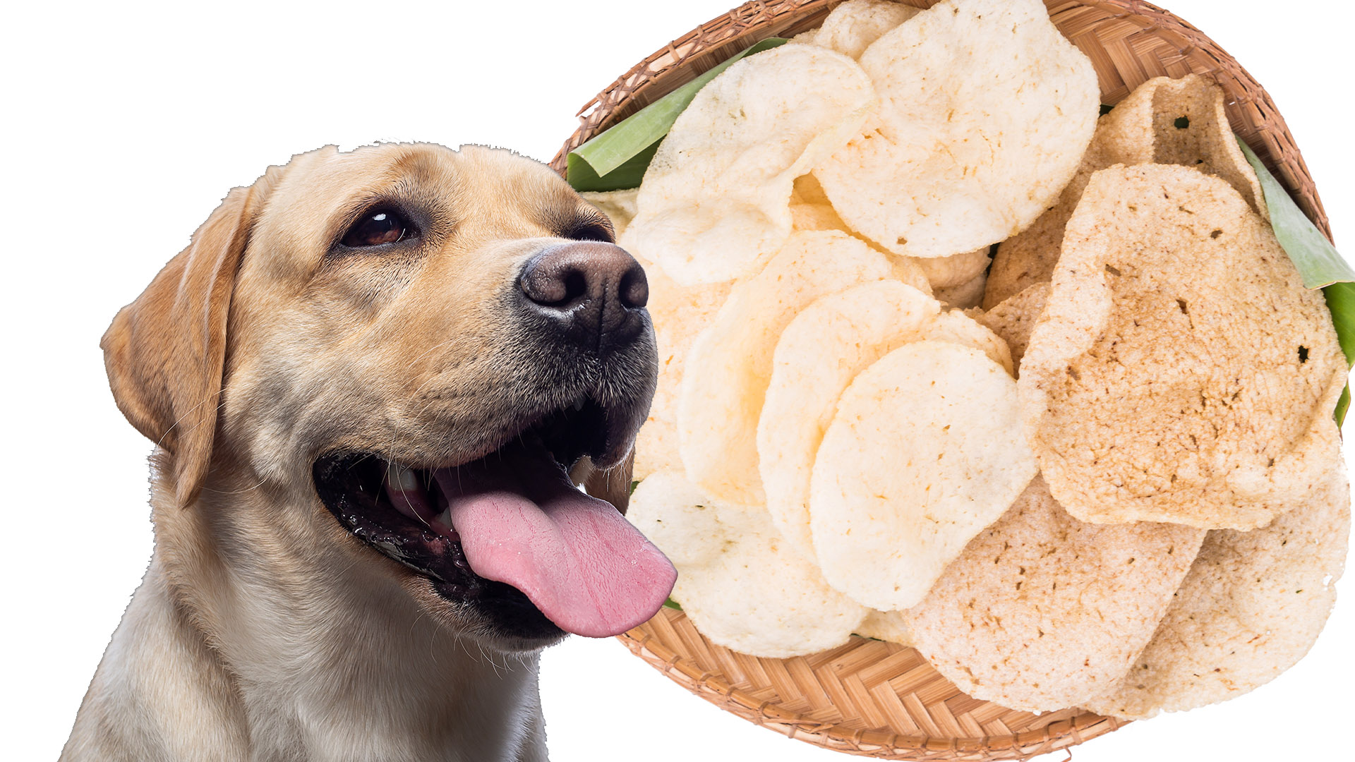 Can Dogs Eat Prawn Crackers? • CanDogsEat