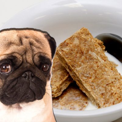 can dogs eat weetbix