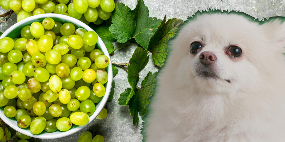 Can Dogs Eat Grapes