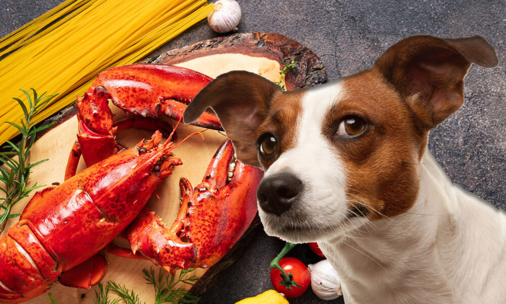 Can Dogs Eat Lobster
