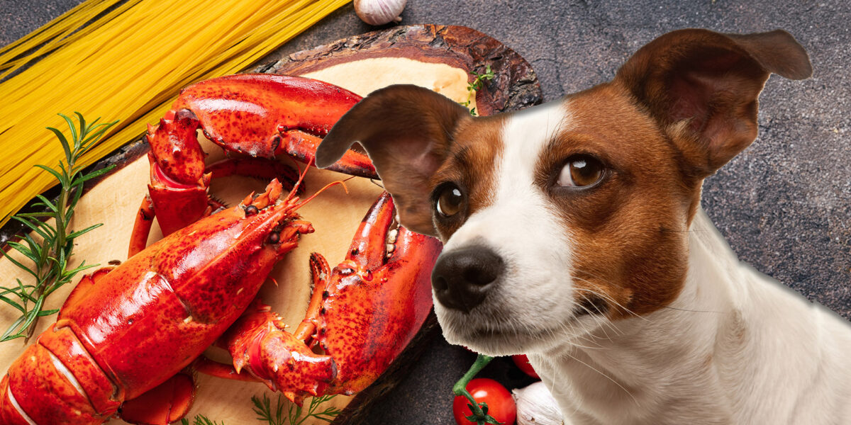 Can Dogs Eat Lobster