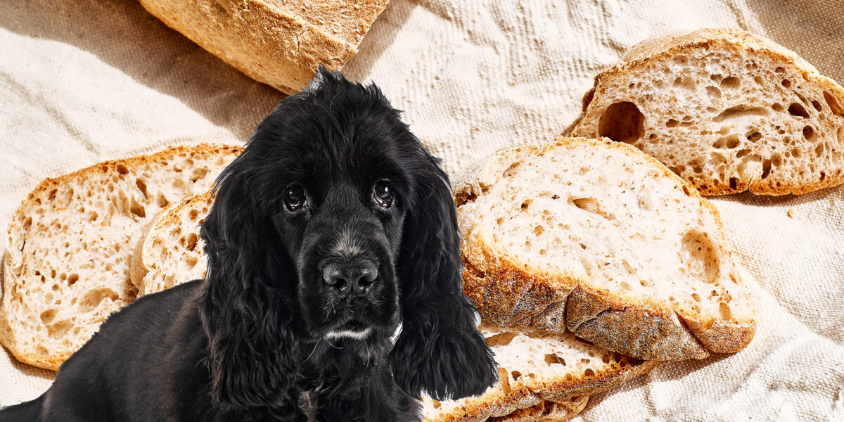 Can Dogs Eat Multigrain Bread