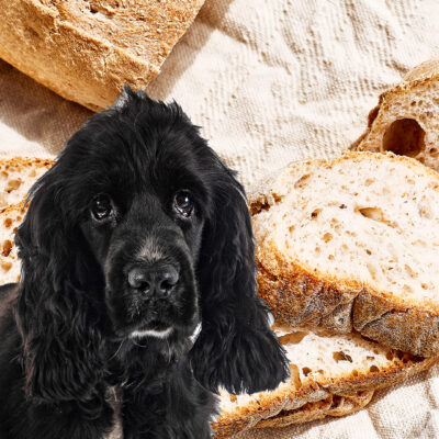 can dog eat multigrain bread