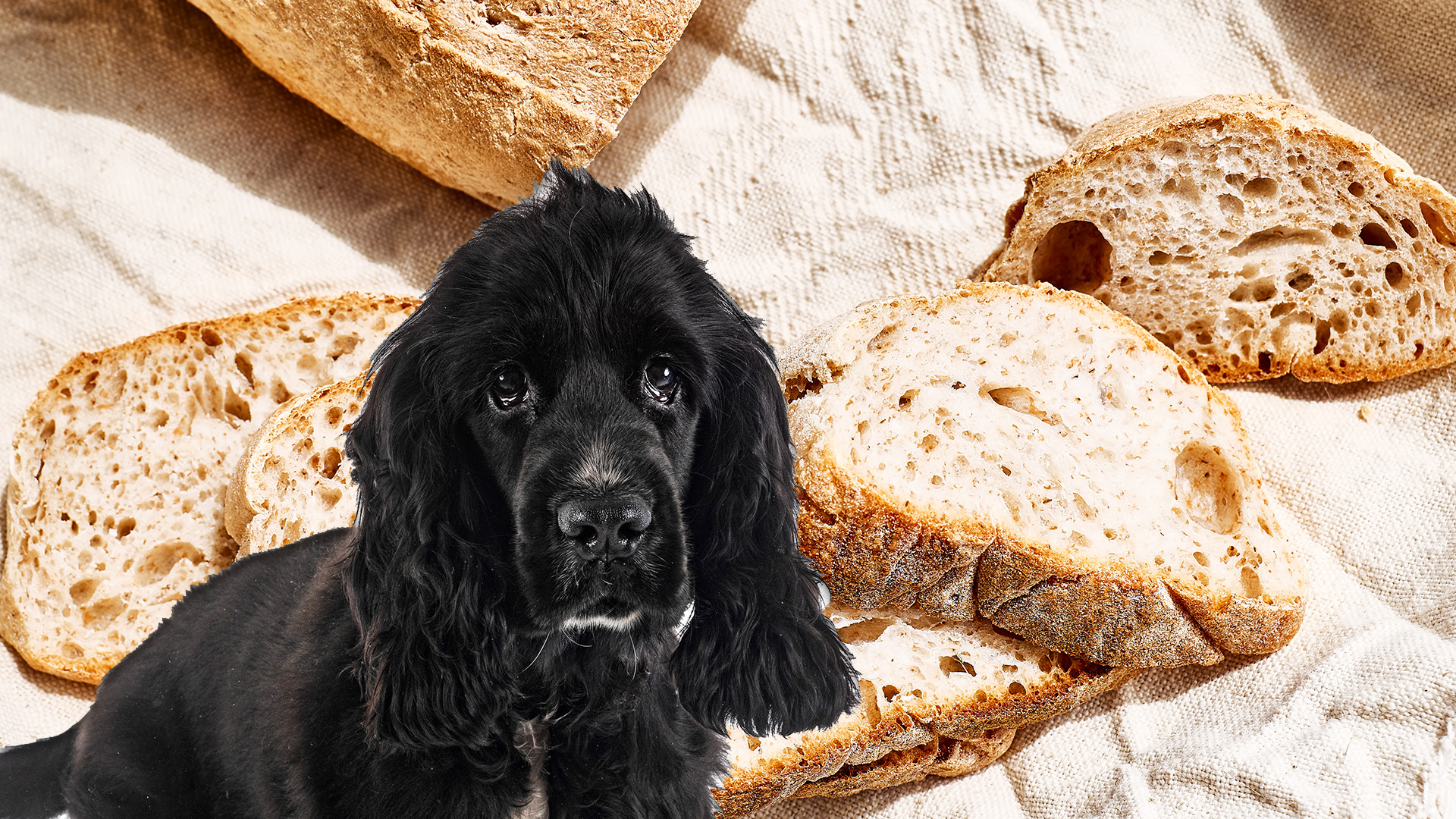 can-dogs-eat-multigrain-bread-candogseat