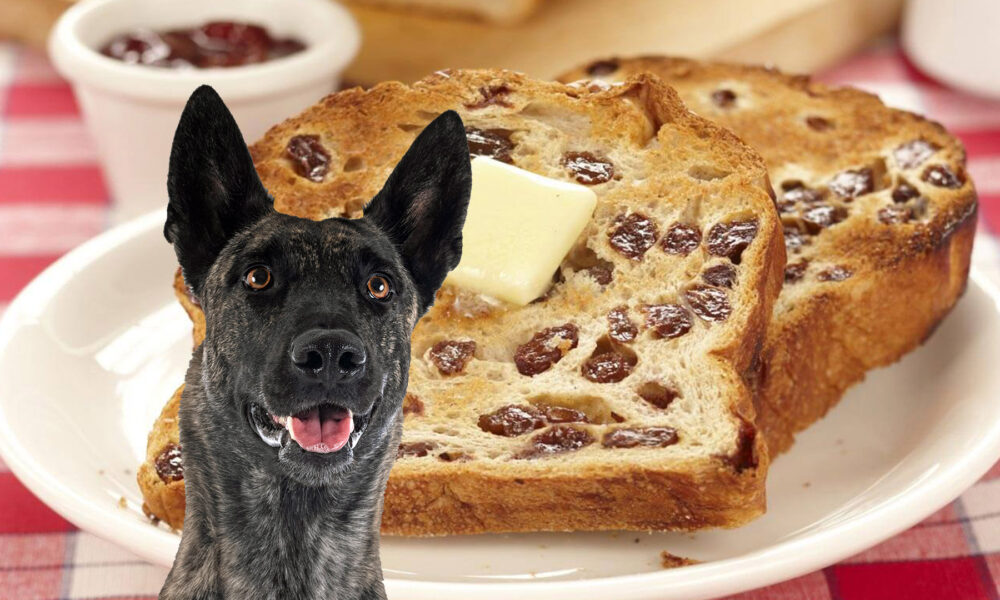 Can Dogs Eat Raisin Toast