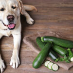 Can Dogs Eat Zucchini?