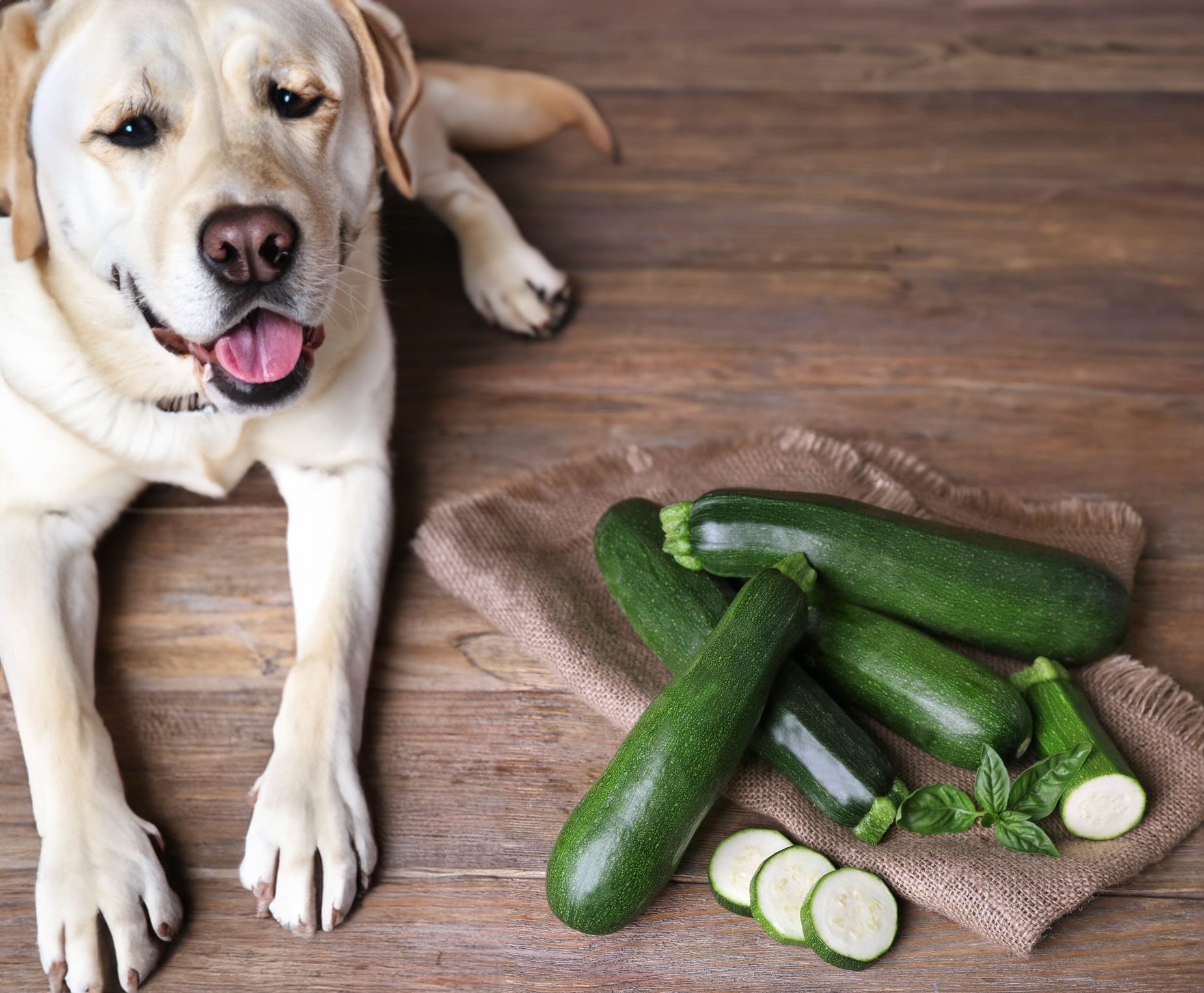 Can Dogs Eat Zucchini?