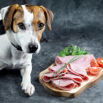 Can Dogs Eat Ham