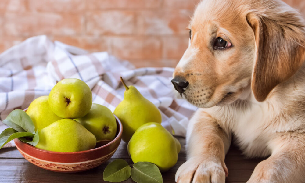 Can Dogs Eat Pears