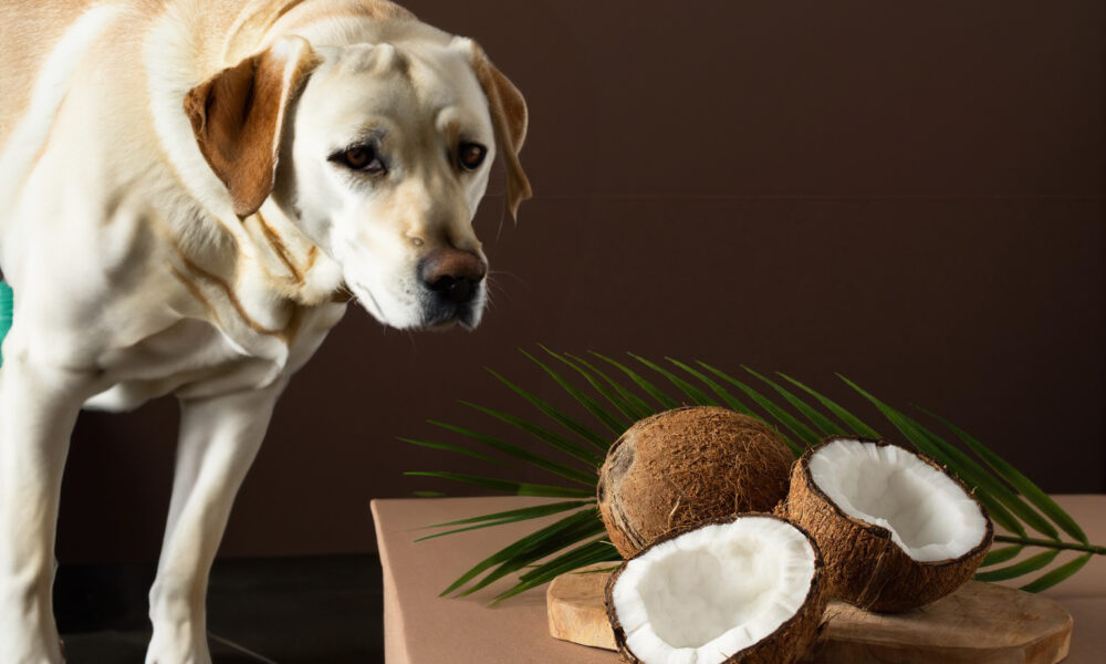 Can Dogs Eat Coconut