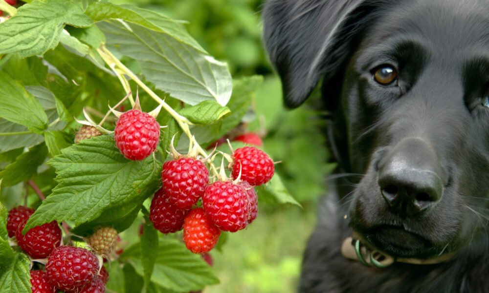 can dogs eat raspberry