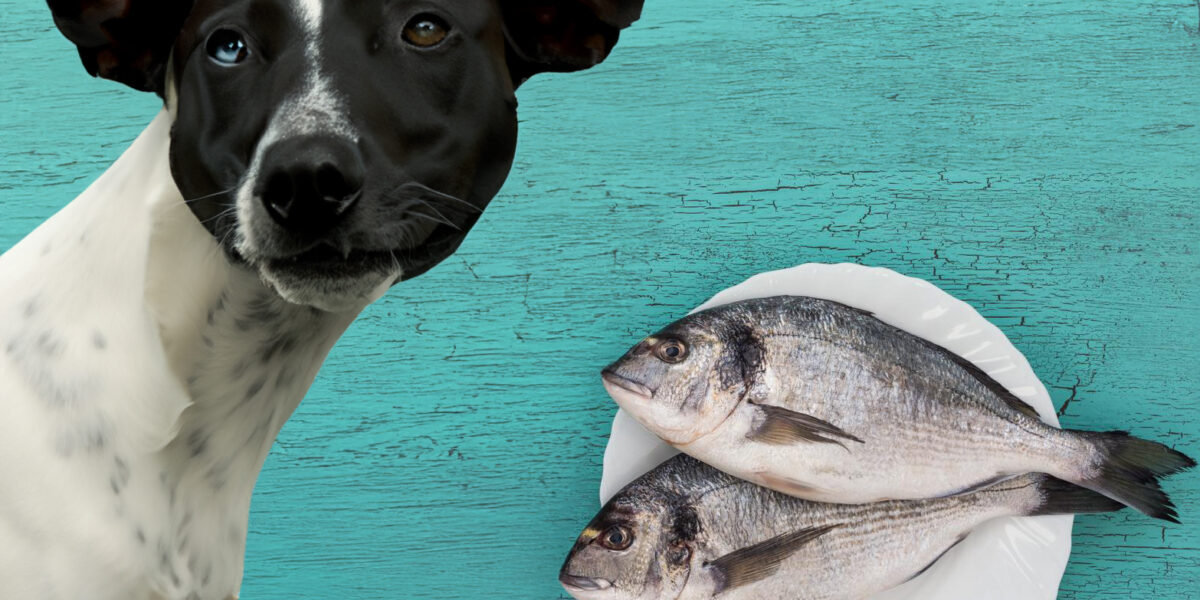 can dogs eat fish