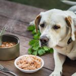 can dogs eat canned tuna