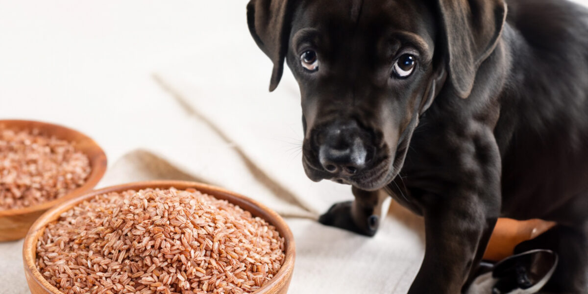 can dogs eat brown rice