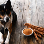 can dogs eat cinnamon