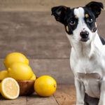 Can Dogs Eat Lemon
