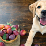 Can dogs eat plums?