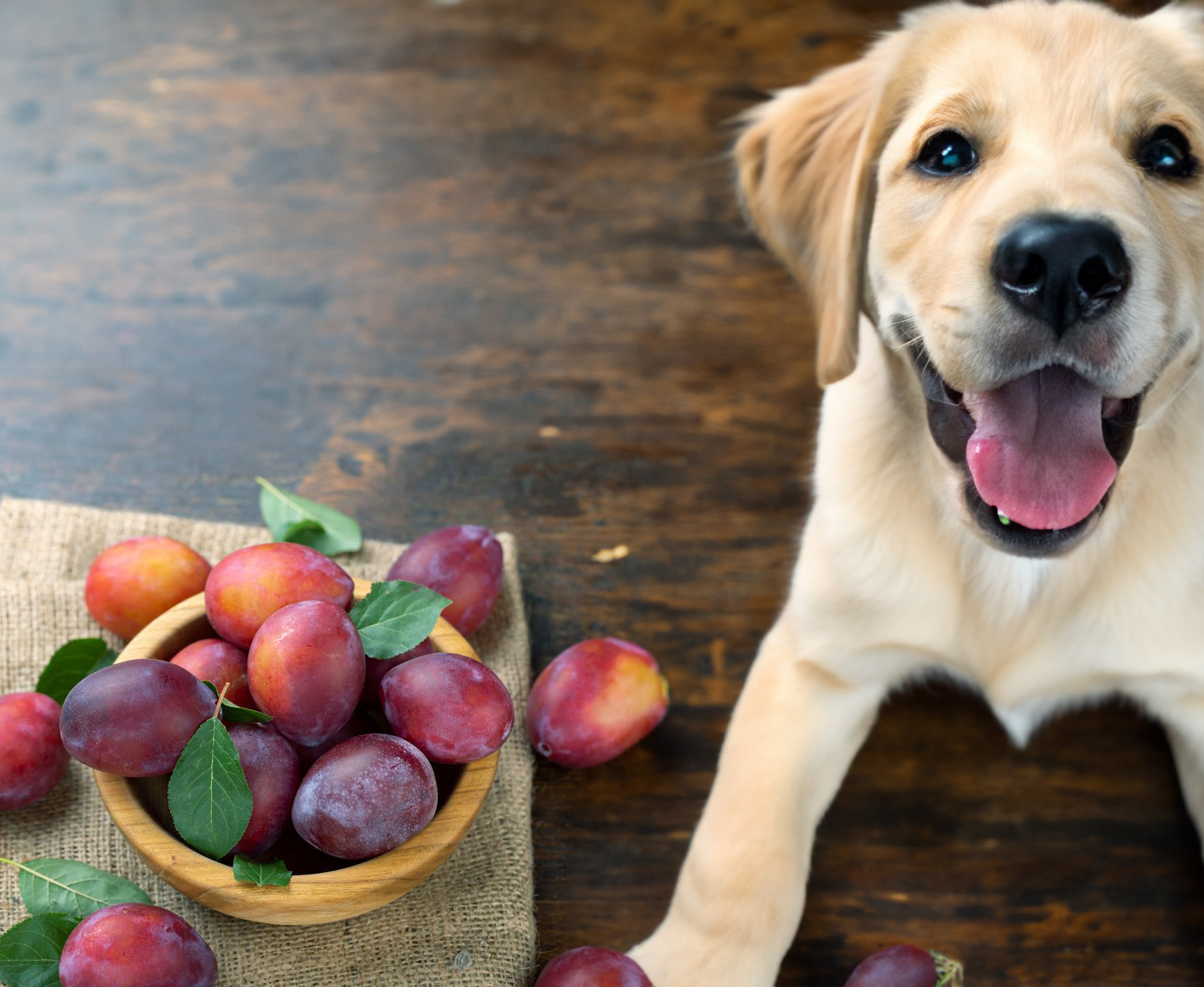 Can dogs eat plums?