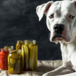 can dogs eat pickles