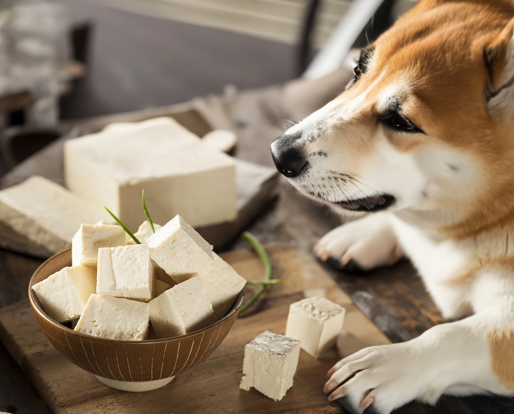 can dogs eat tofu