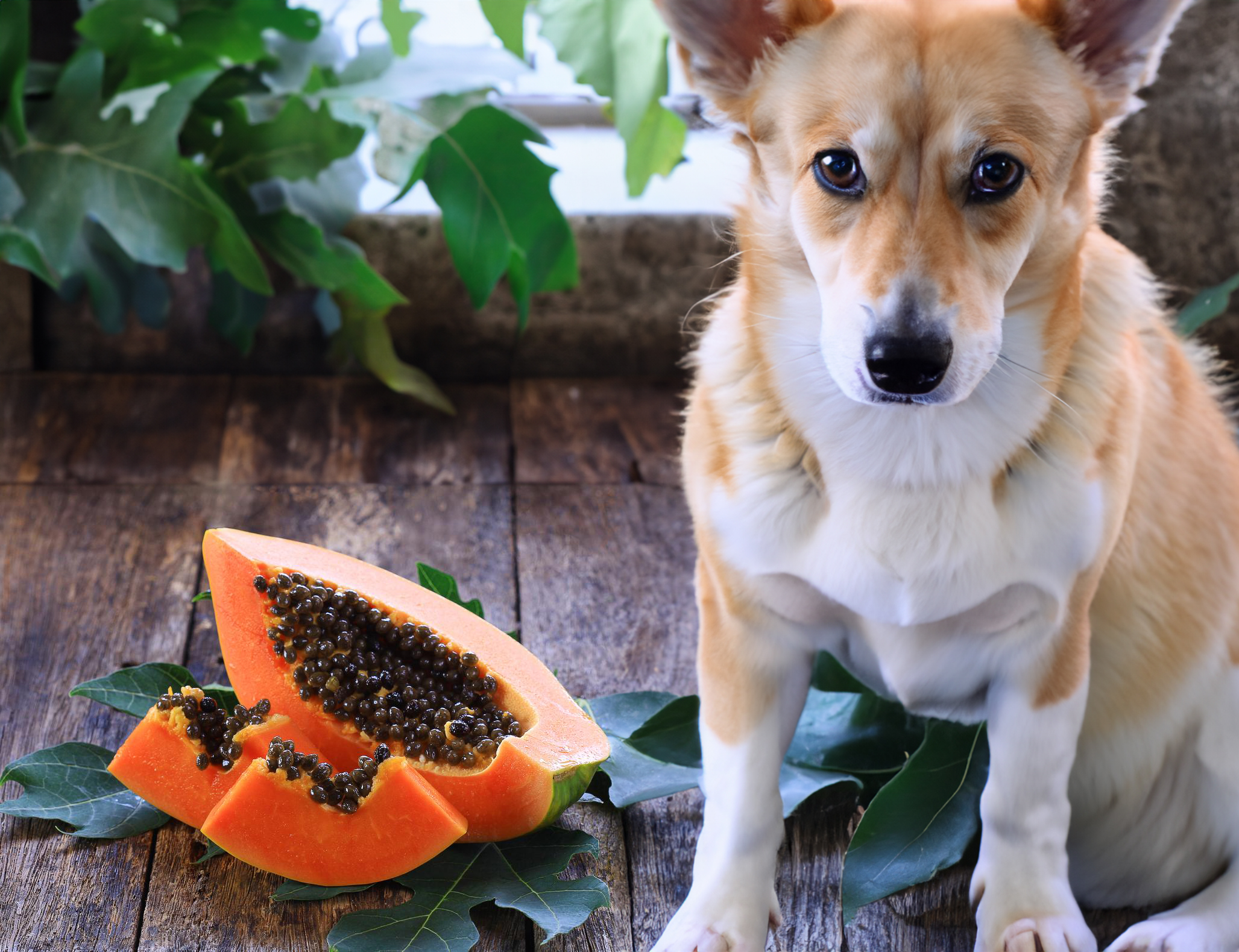 can dogs eat papaya